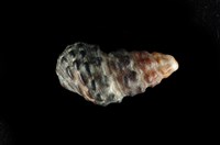 藏品(白葚蟹守螺)的圖片